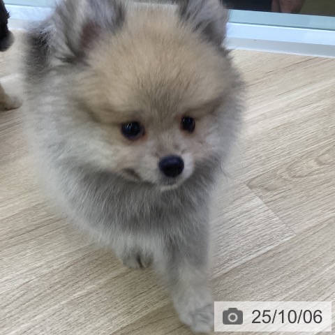 ポメラニアンの写真