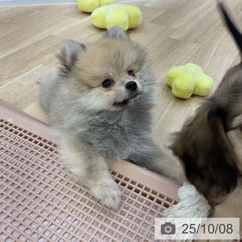 ポメラニアンの写真