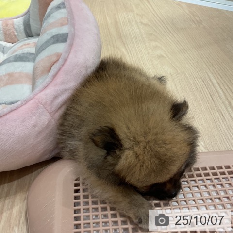 ポメラニアンの写真
