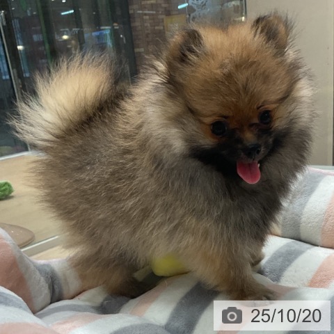ポメラニアンの写真