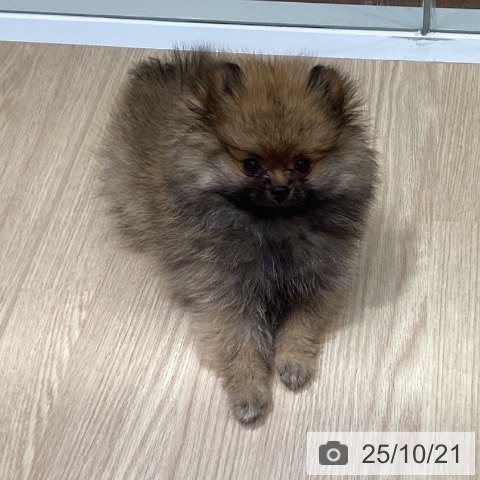 ポメラニアンの写真