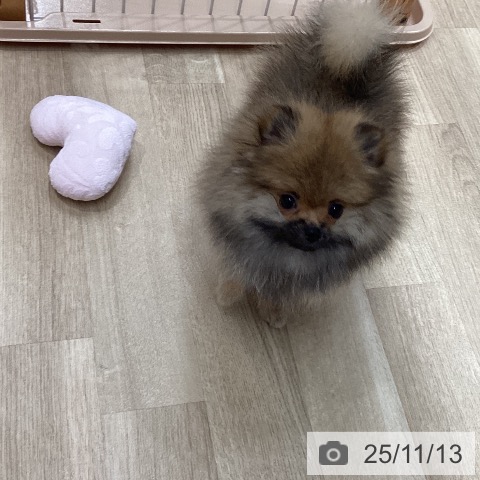 ポメラニアンの写真
