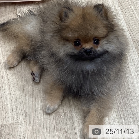 ポメラニアンの写真