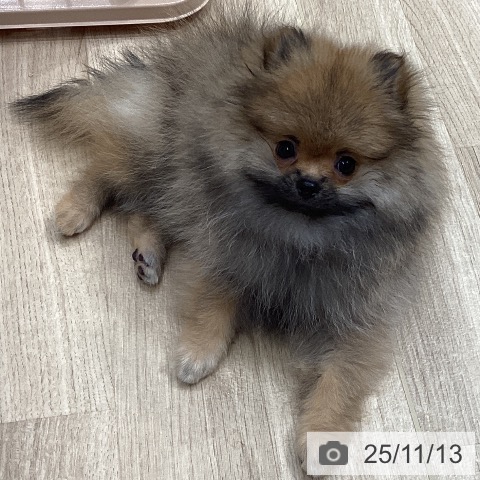 ポメラニアンの写真