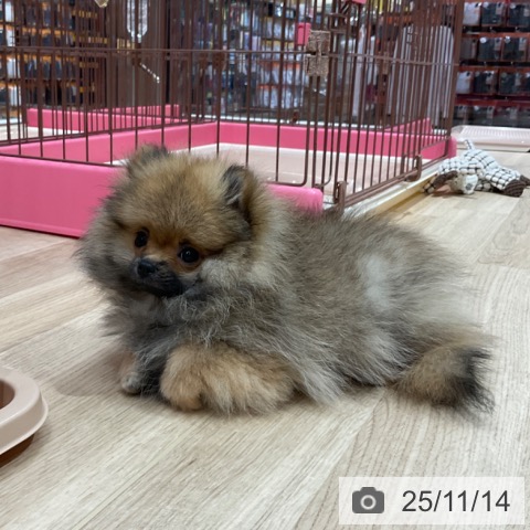 ポメラニアンの写真