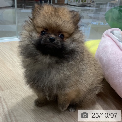 ポメラニアンの写真