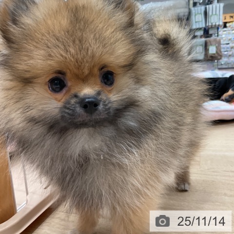 ポメラニアンの写真