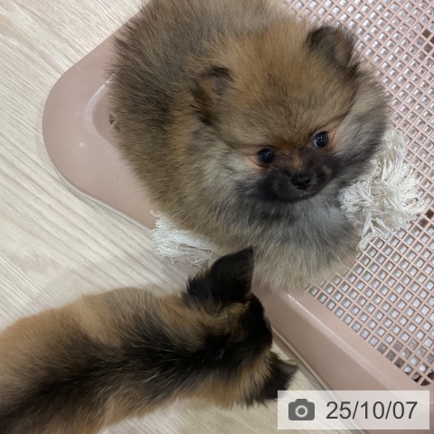 ポメラニアンの写真
