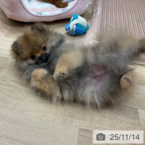 ポメラニアンの写真