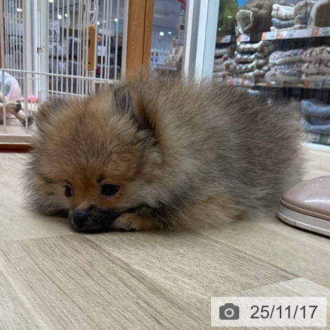 ポメラニアンの写真