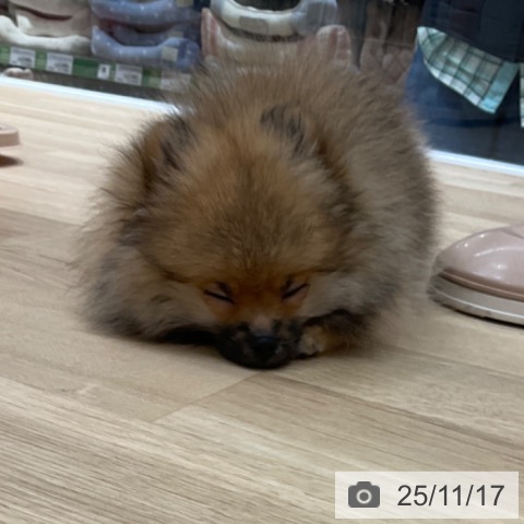 ポメラニアンの写真