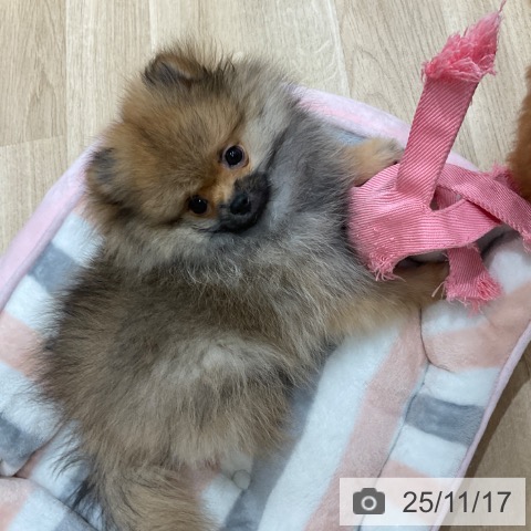 ポメラニアンの写真