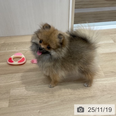 ポメラニアンの写真