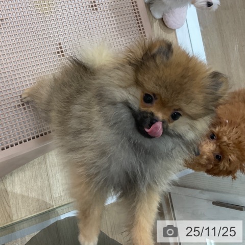 ポメラニアンの写真