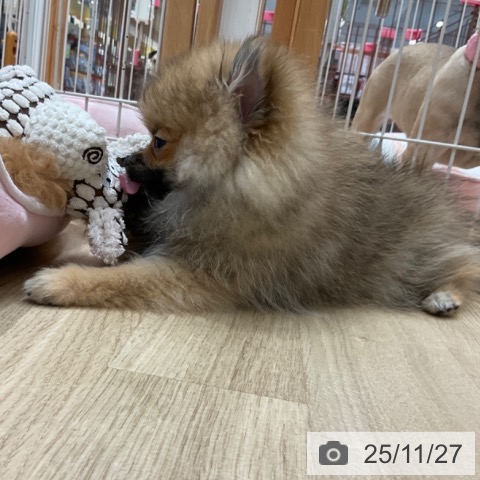 ポメラニアンの写真