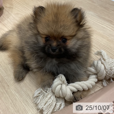 ポメラニアンの写真