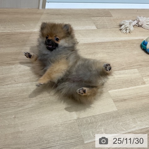 ポメラニアンの写真