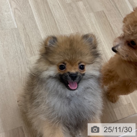 ポメラニアンの写真