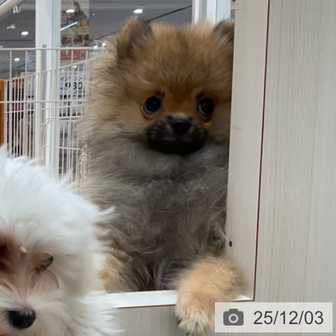 愛知県のポメラニアン (ペットプラス 上飯田店/2025年7月30日生まれ/男の子/オレンジ)の子犬の4枚目の画像