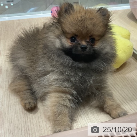 愛知県のポメラニアン (ペットプラス 上飯田店/2025年7月30日生まれ/男の子/オレンジ)の子犬の3枚目の画像