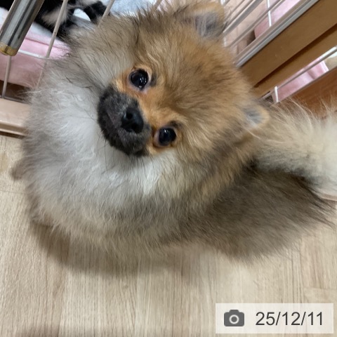 愛知県のポメラニアン (ペットプラス 上飯田店/2025年7月30日生まれ/男の子/オレンジ)の子犬の3枚目の画像
