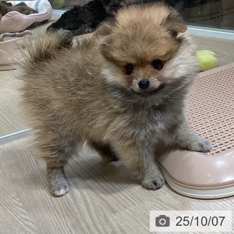 ポメラニアンの写真