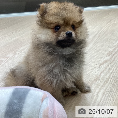 ポメラニアンの写真