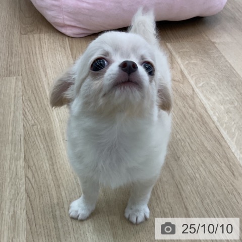チワワの写真