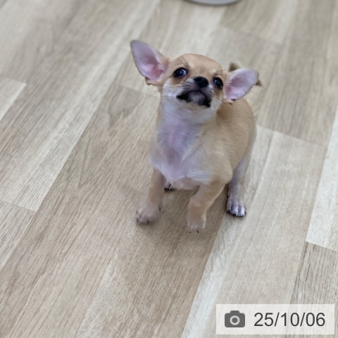 チワワの写真