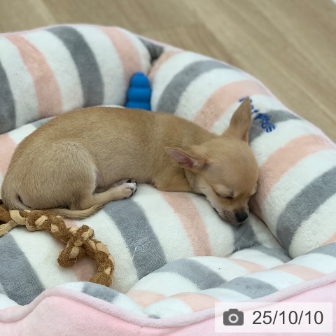 チワワの写真