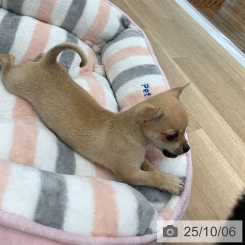 チワワの写真