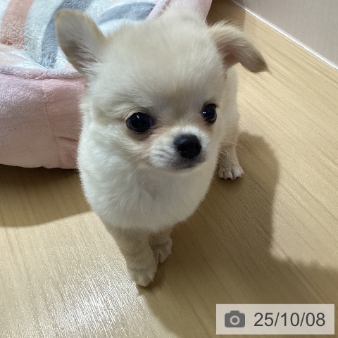 チワワの写真