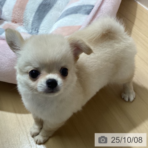 チワワの写真