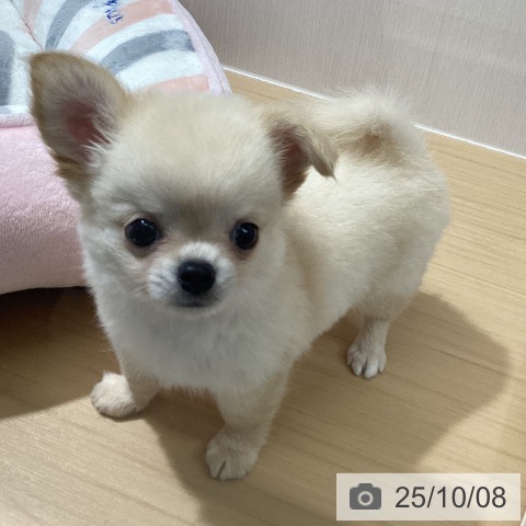 チワワの写真