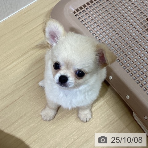 チワワの写真