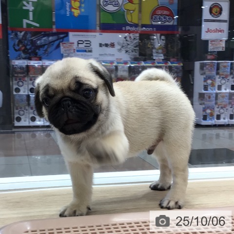 パグの写真