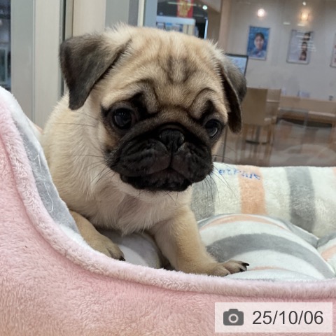 パグの写真