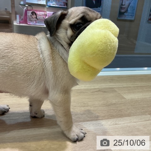 パグの写真