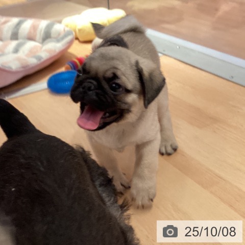 パグの写真