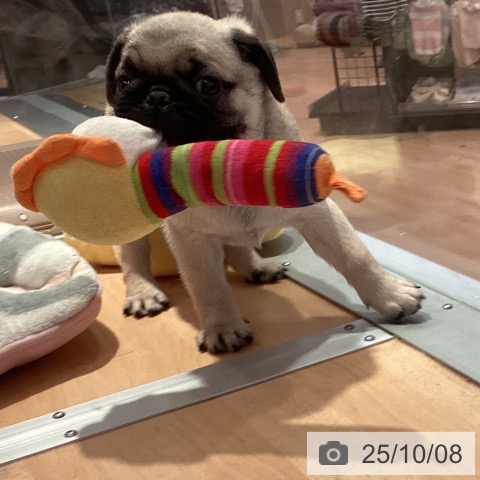 パグの写真