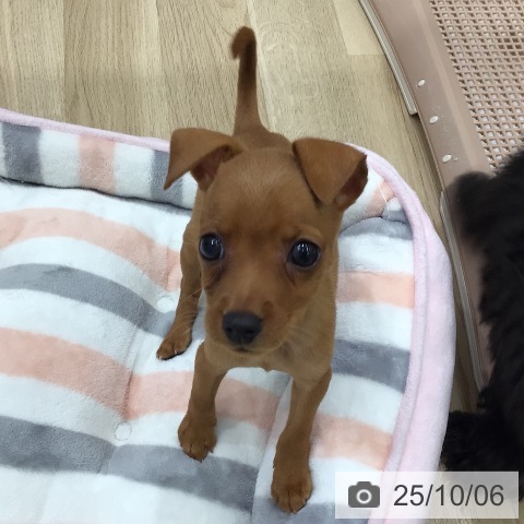 ミニチュア・ピンシャーの写真