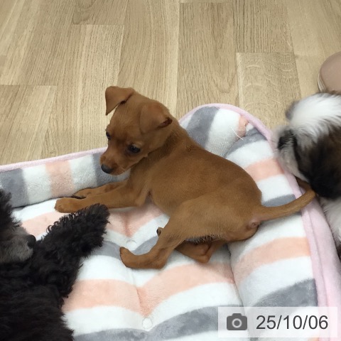 ミニチュア・ピンシャーの写真