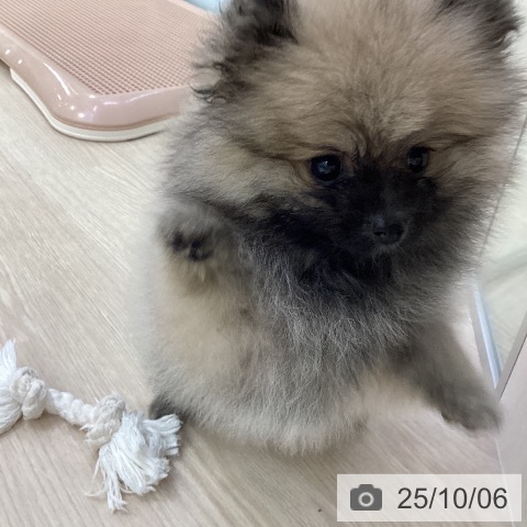 ポメラニアンの写真