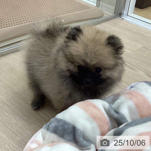 ポメラニアンの写真