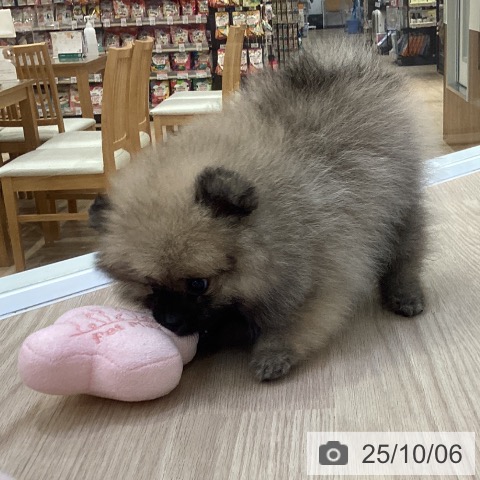 ポメラニアンの写真