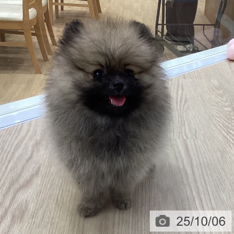 ポメラニアンの写真