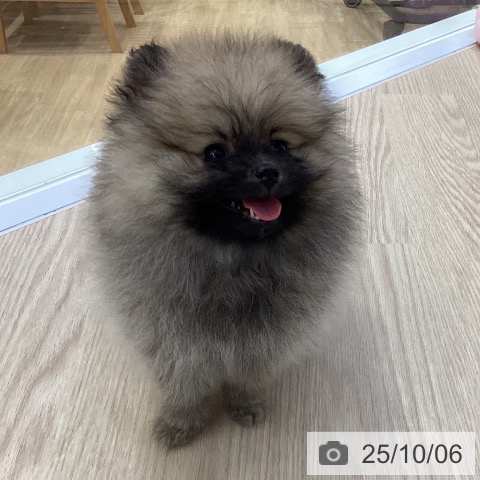 ポメラニアンの写真