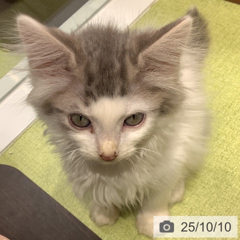 ノルウェージャンフォレストキャットの写真