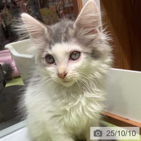 ノルウェージャンフォレストキャットの写真
