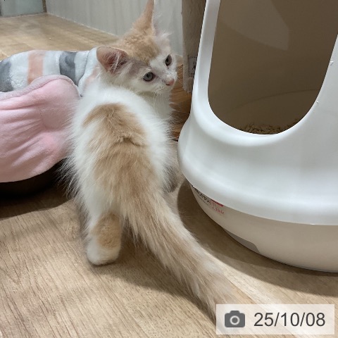 ノルウェージャンフォレストキャットの写真